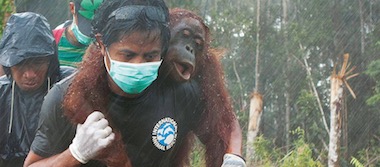 borneo-orangutan-rescue